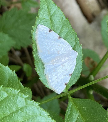 Lomographa bimaculata - Tweevlekspanner