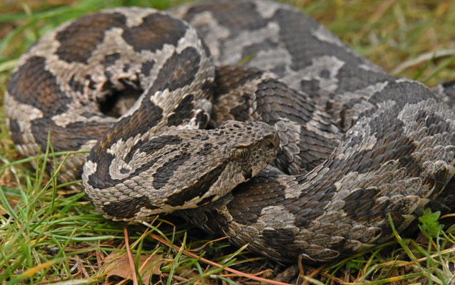 Ottomaanse Adder