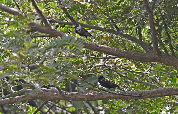 Psalidoprodocne obscura - Fanti Saw-Wing