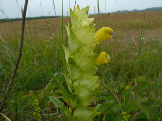 Rhinanthus angustifolius - Grote ratelaar