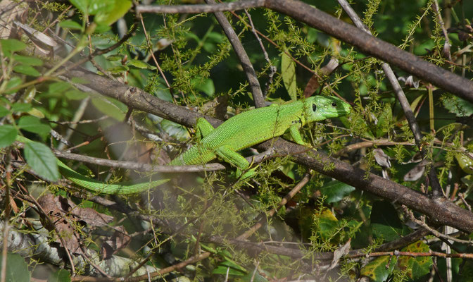 Westelijke samragdhagedis (Lacerta bilineata)