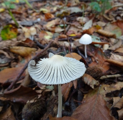 Coprinellus impatiens - Spitscellige donsinktzwam