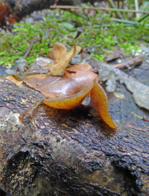 Rutstroemia firma - Eiketakstromakelkje