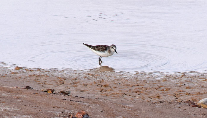 Kleine strandloper