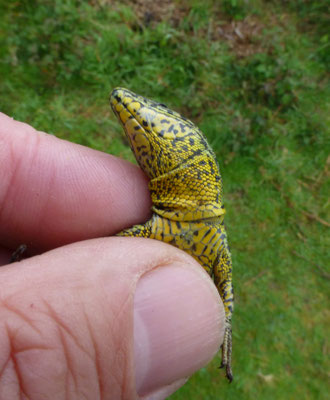 Podarcis bocagei