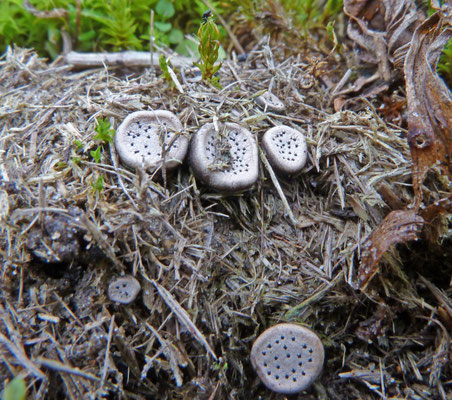 Poronia punctata - Grote speldenprikzwam