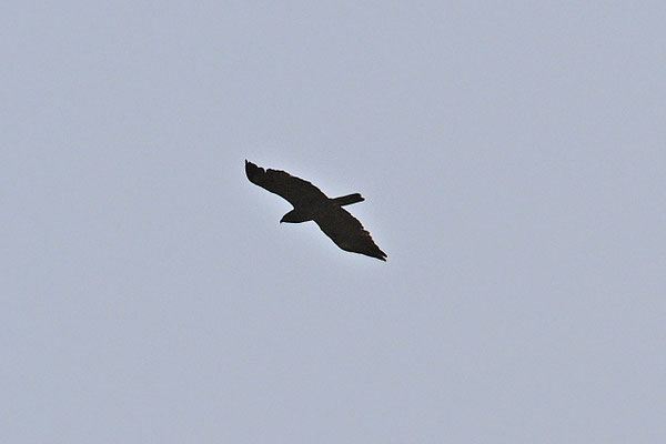 Accipiter badius - Shikra