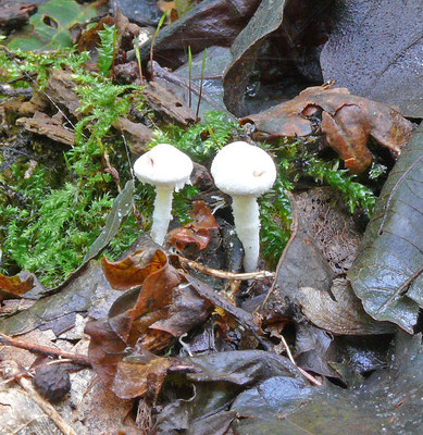 Cystolepiota hetieri - Vlekkende poederparasol