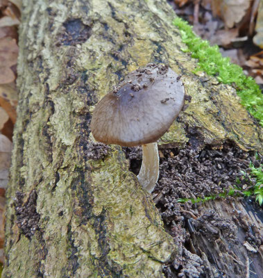 Bolbitius reticulatus - Violetgrijs kleefhoedje