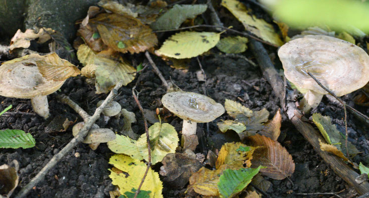 Lactarius circellatus - Haagbeukmelkzwam