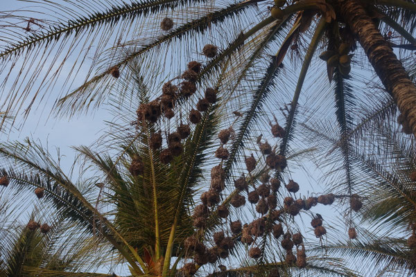 Ploceus cucullatus - Village Weaver