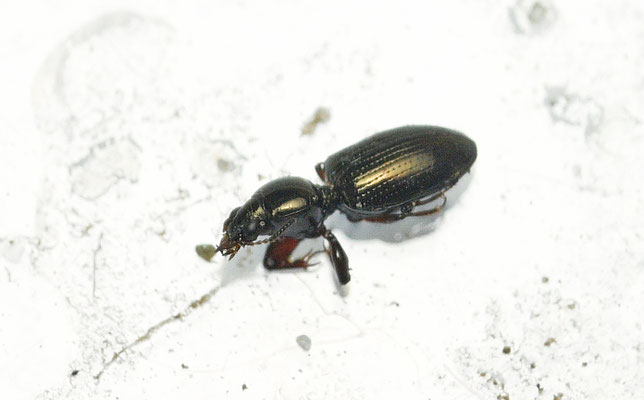 Dyschirius aeneus - Oevergravertje