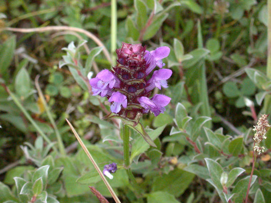 Prunella vulgaris - Gewone brunel