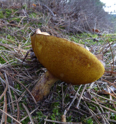 Suillus collinitus - Valse melkboleet