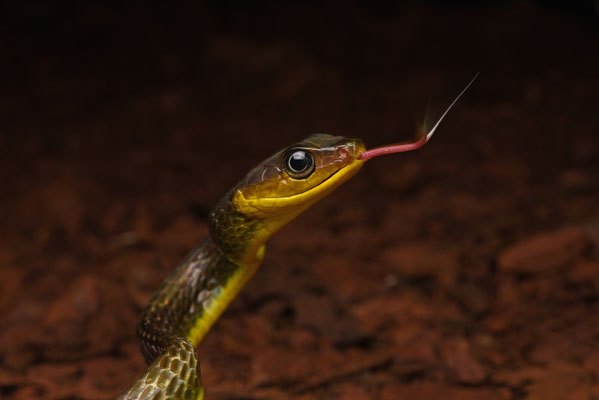Chironius multiventris - Zweepstaartkielrugslang