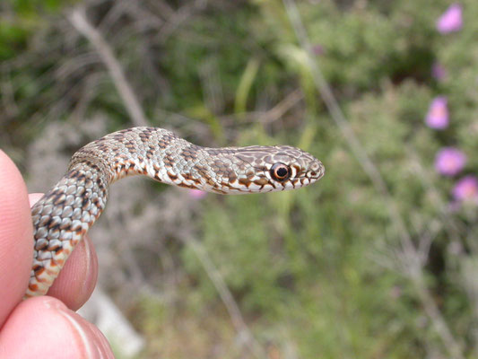 Kaspische toornslang (Dolichophis caspius)