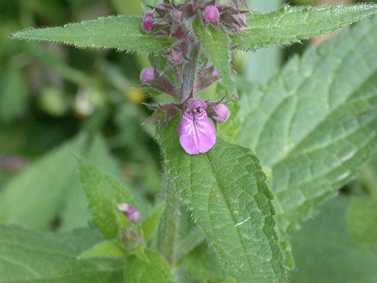 Stachys palustris - Moerasandoorn