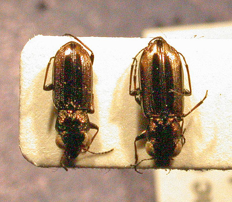 Notiophilus substriatus