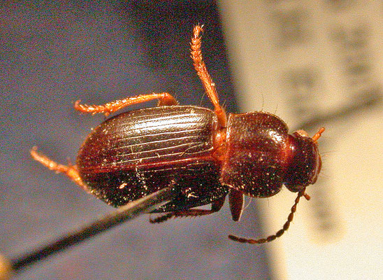 Ophonus rufibarbis - Gewone halmklimmer