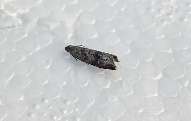 Grapholita funebrana - Pruimenmot