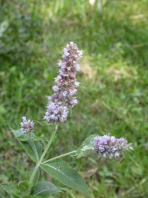 Mentha longifolia - Hertsmunt