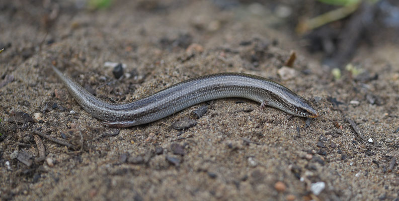 Iberische skink