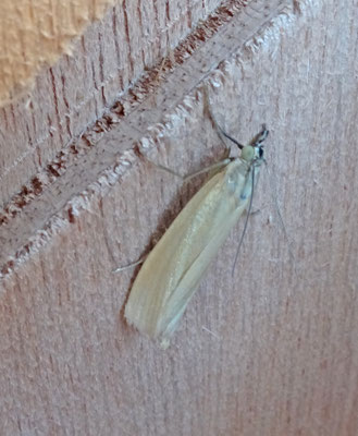 Crambus perlella - Bleke grasmot