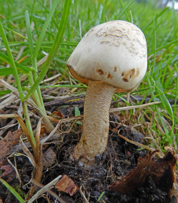 Chamaemyces fracidus - Druppelparasolzwam