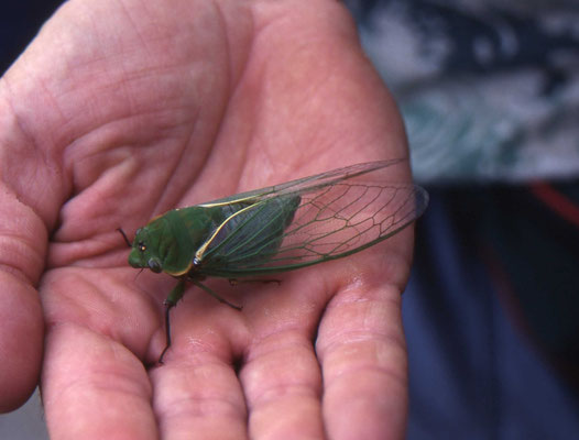 cicade