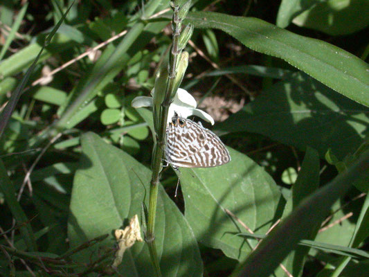 Leptotes babaulti