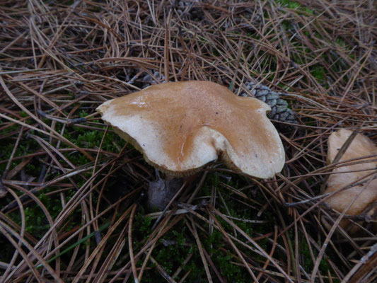 Suillus bovinus - Koeienboleet