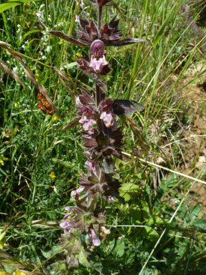 Stachys alpina - Alpenandoorn