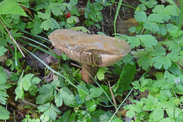 Porphyrellus porphyrosporus - Porfierboleet