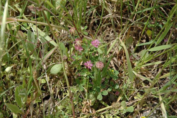 Medicago coronata