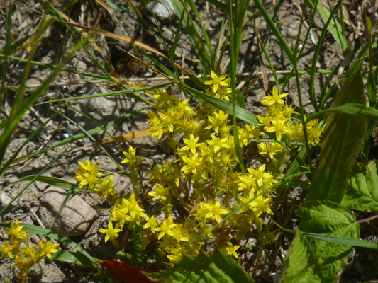 Sedum acre - Muurpeper