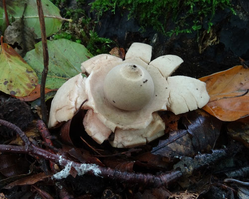 Gekraagde aardster