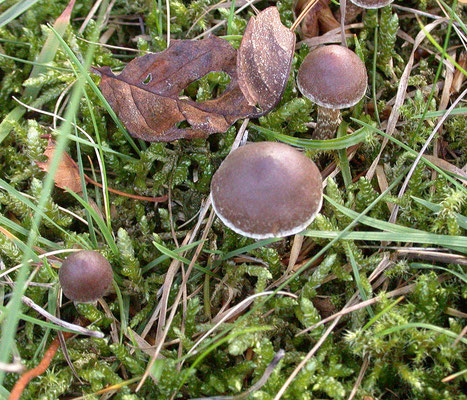 Cortinarius hemitrichus - Witschubbige gordijnzwam