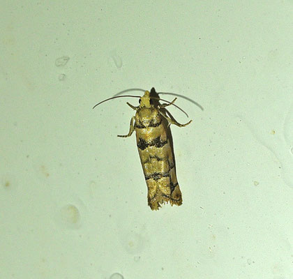 Pseudococcyx tessulatana - Cipresbladroller