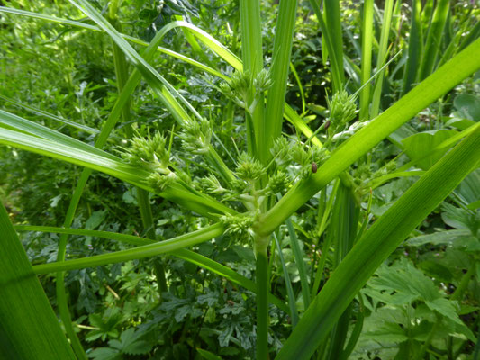 Cyperus eragrostis - Bleek cypergras