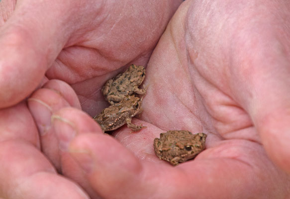 Groene pad (Bufotes viridis)