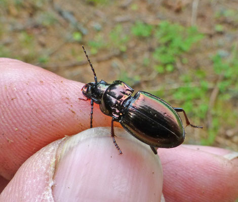 Pterostichus metallicus
