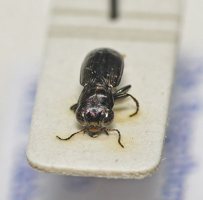 Notiophilus germinyi - Heidespiegelloopkever