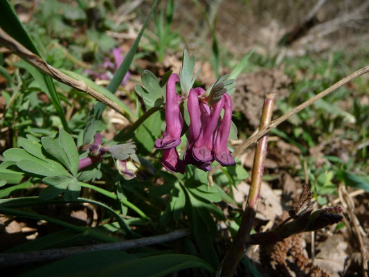 Corydalis solida - Vingerhelmbloem