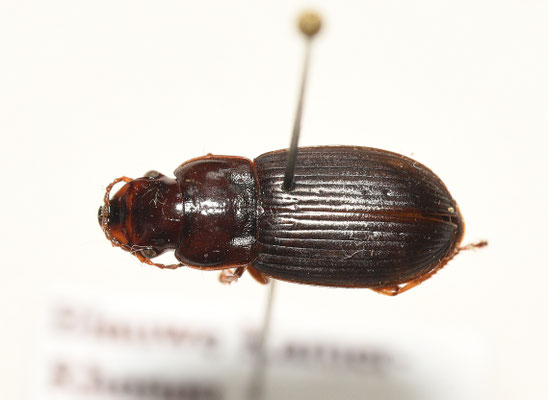 Harpalus laevipes - Vierpuntkruiper