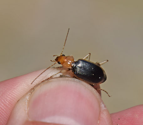 Nebria psammodes