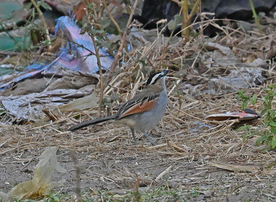 Tchagra senegala - Black-crowned Tchagra