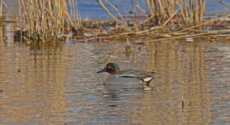 Wintertaling