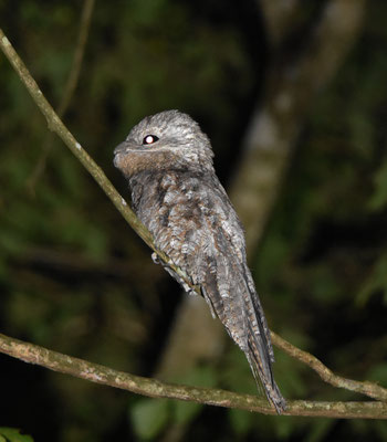 Great Potoo