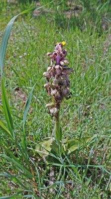 Hyacintorchis