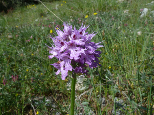 Neotinea tridentata - Drietandige orchis